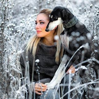 shawati_salukis