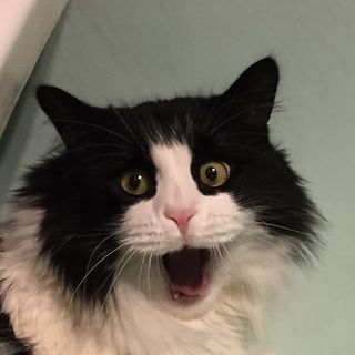 snegurdacat