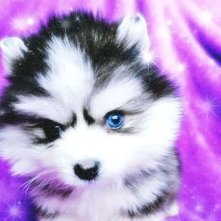 Natalia Pomsky @spb_pomsky в Инстаграм