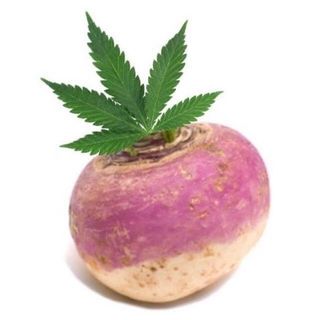 The Newfoundland turnip @thenewfoundlandturnip в Инстаграм