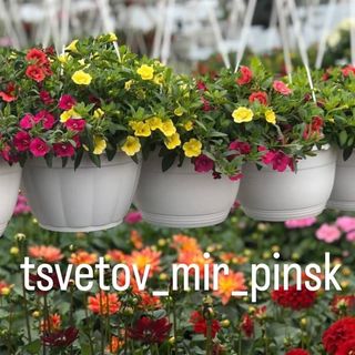 tsvetov_mir_pinsk