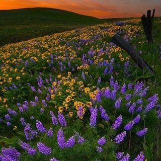 victoria_shekhovtsova