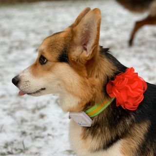 Талисман Василисы Визалия @visalia_corgi в Инстаграм