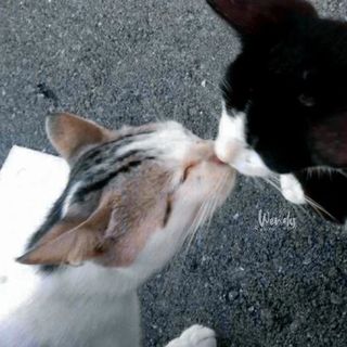 vwnvkw.pr