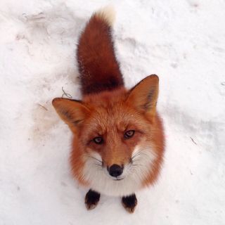 woody_the_fox