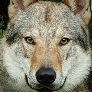 woolf_izida