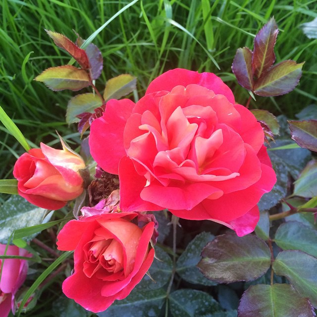 Все оттенки розового...😍 #роза #природа #красота #лето #�